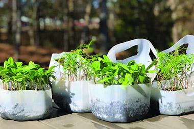 Sprouting seeds in plastic jugs