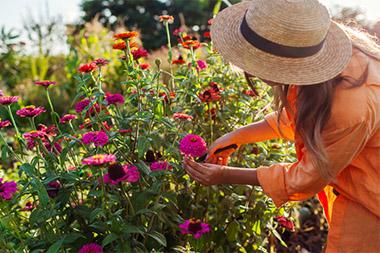 Woman cutting flowers from the garden.