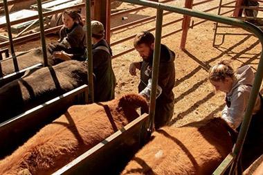 Students performing part of the artificial insemination procedure on cattle.