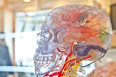 Clear plastic skeleton head showing brain and nerves inside the skull