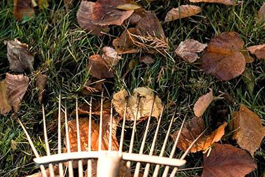Rake on top of fallen leaves in grass