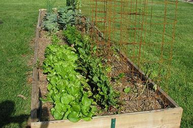 Raised garden bed with variety of plants growing in it