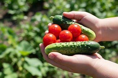 Child's hands holding tomatoes and cucumbers from the garden.