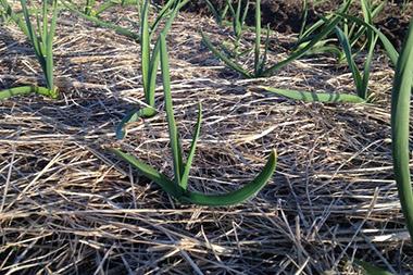 Stalks of garlic in a garden