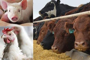 A piglet, cows at a trough and a rooster