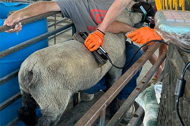 Ultrasounding a sheep