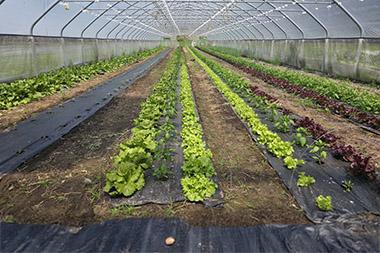 Rows of plants in the ground in a high tunnel