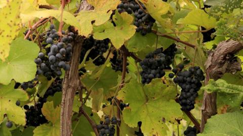 grapes on a vine