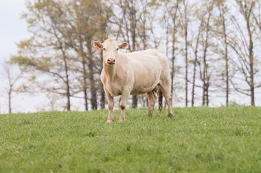 A cream colored cow in a field of grass.