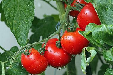 Tomatoes on the vine