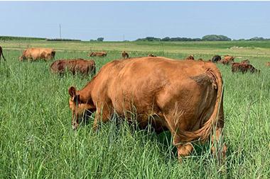Cows grazing in field.