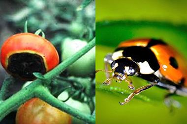 A bug on a leaf