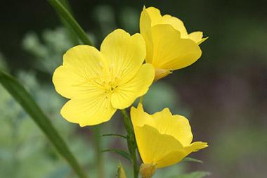 Primrose flowers