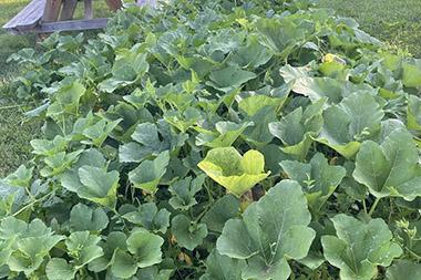 Squash plants in a garden