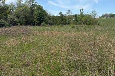 Weeds in a field.
