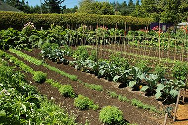 rows of plants in a garden