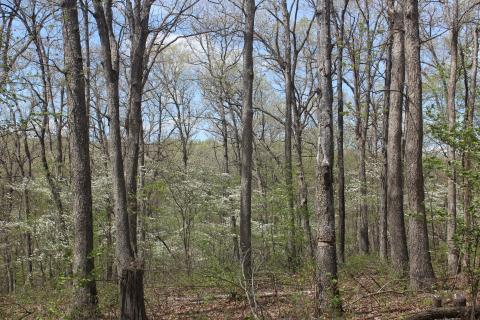 Stand of white oak trees with no leaves