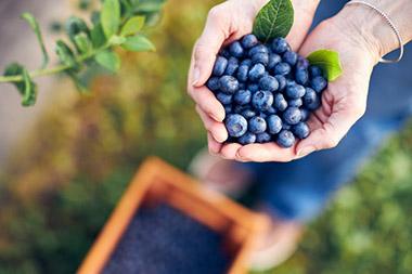 Woman with handful of freshly picked blueberries