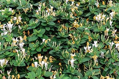honeysuckle plant with white flowers and green leaves