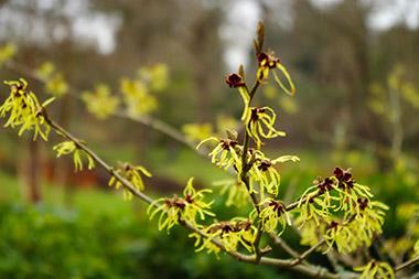witch hazel bush
