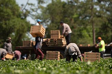 Laborers working in a farm field and loading pallets onto a truck.