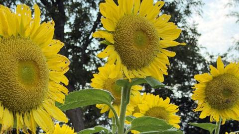sunflowers