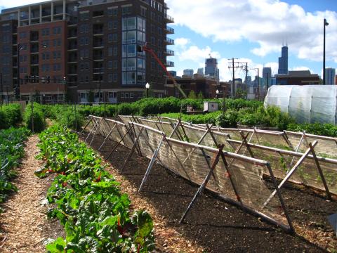 urban farm with building in the background