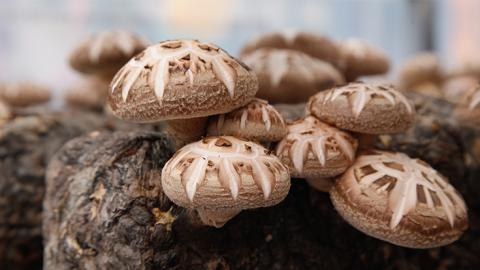 Shitake Mushrooms on log