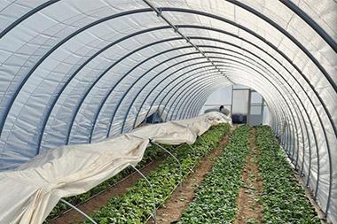 Garden within a greenhouse