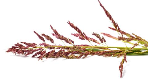Johnsongrass