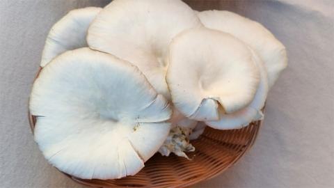 Oyster Mushrooms