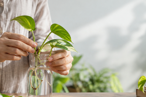 placing plants in jars of water at a work table