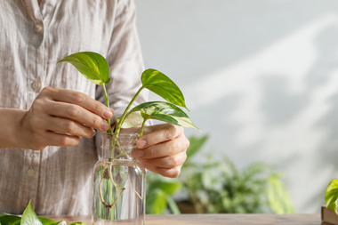 placing plants in jars of water on a work table