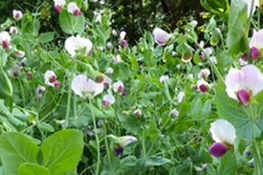 Austrian Winter Pea cover crop