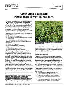 Cereal cover crops are broadcast planted in an %8-to 12-inch-wide band