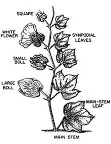 What Is a Square on a Cotton Plant?