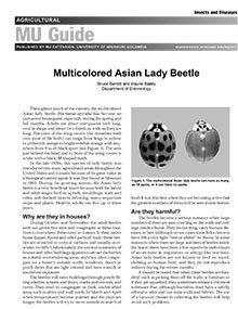 Asian Lady Beetles, Extension