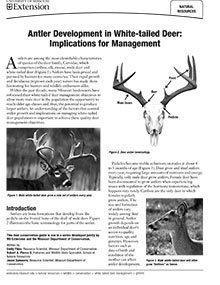 Antler Development in White-tailed Deer: Implications for Management