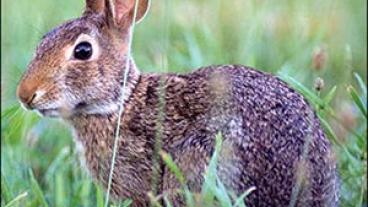 Cottontail rabbit in a field.