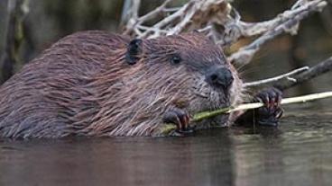 A young beaver feeding on a willow shoot.