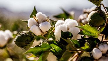 cotton plant