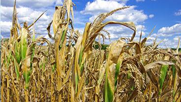 corn in drought