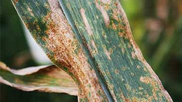 diseased corn