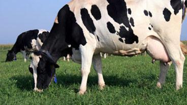 cow eating grass