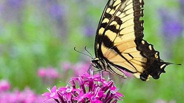 butterfly on a flower