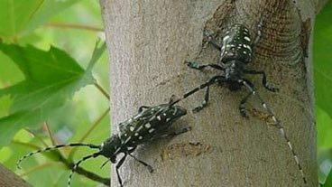 tree pest