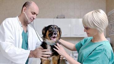 vet helping a dog