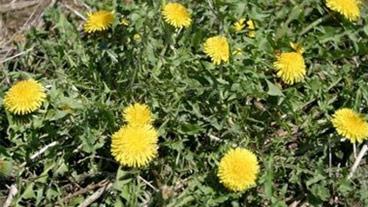 Dandelions