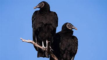black vultures on branch