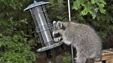 racoon getting into a bird feeder